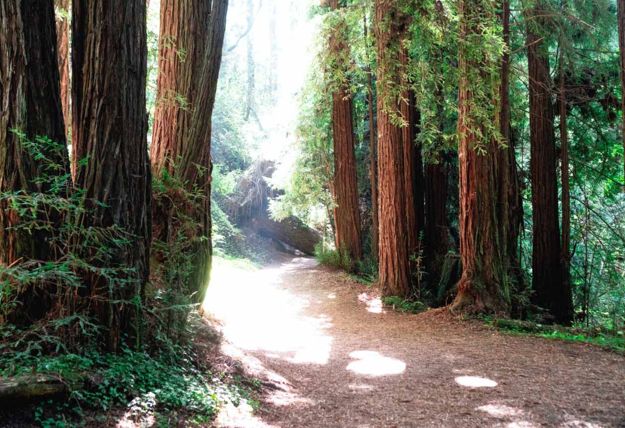 Green redwood forest